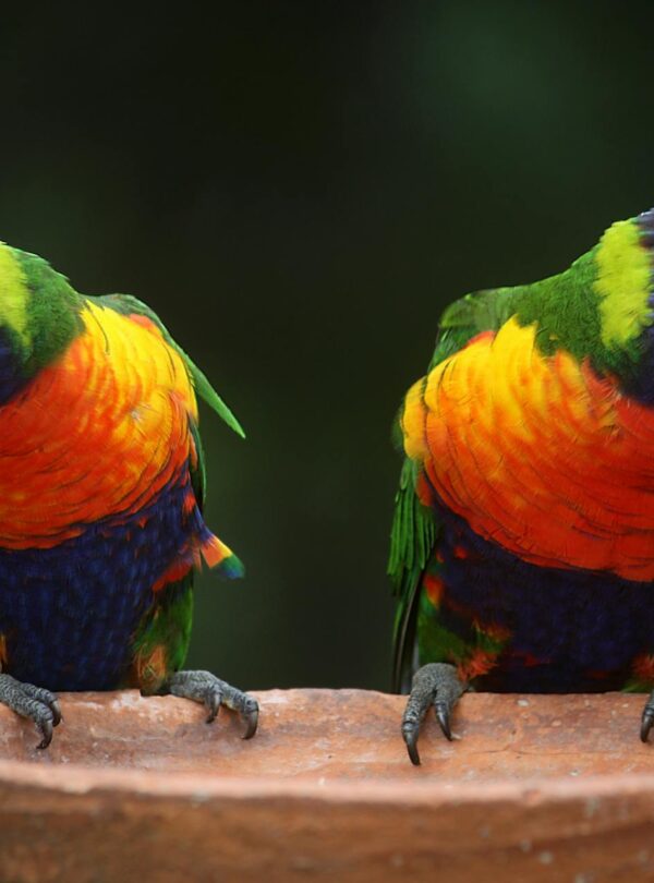 naturaleza-loros-coloridos-fauna-silvestre-biodiversidad