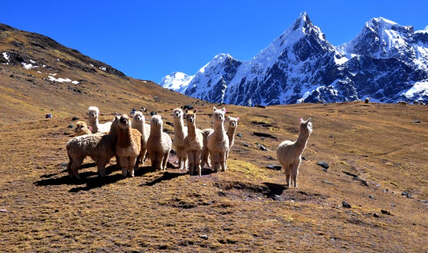 Les différences entre alpaca, llama, guanaco et vigogne