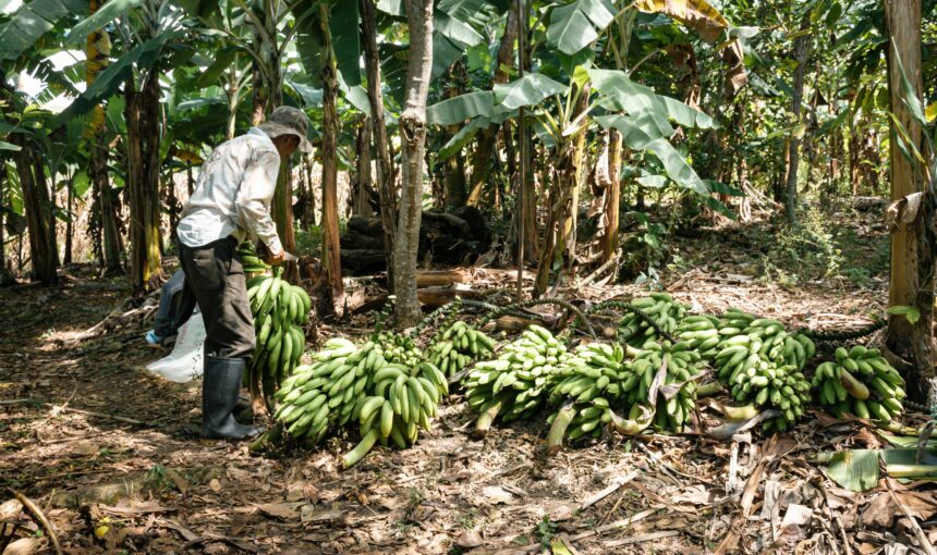 Huayopata : une oasis tropicale entre les Andes et l’Amazonie